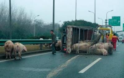 外环线货车侧翻30头猪马路乱窜(图)