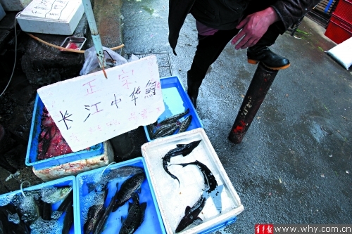 70元买两条 摊贩叫卖中华鲟 专家:市面上多为杂交鲟