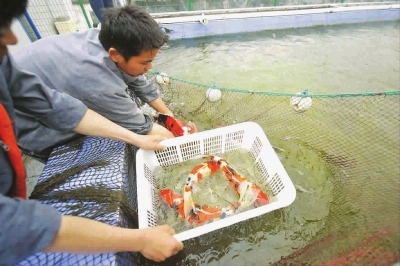 上海最大观赏鱼中心五一迎客 锦鲤鱼十万元一