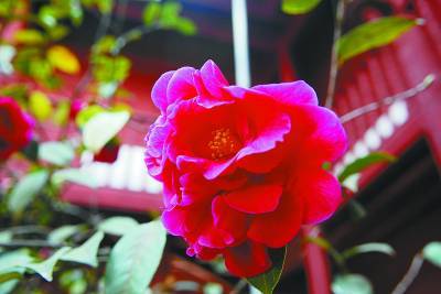 ���ͼƬ�����һҳ