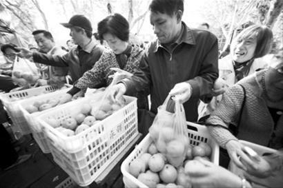 公园内,一元一斤的实惠价吸引了众多市民。 晨报记者 陈征 现场图片 公园内,一元一斤的实惠价吸引了众多市民。 晨报记者 陈征 现场图片