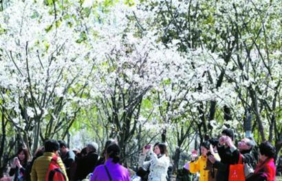 游客在世纪公园樱花岛上观赏中国樱花。 本报记者 邵剑平 摄 游客在世纪公园樱花岛上观赏中国樱花。 本报记者 邵剑平 摄