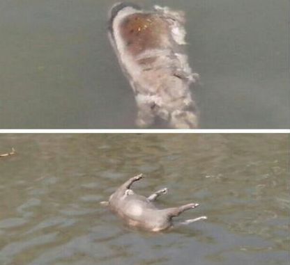 嘉定河道内发现漂浮死猪。 来源:新浪微博 嘉定河道内发现漂浮死猪。 来源:新浪微博