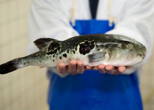 鲜美河豚的奥秘细分河豚种类