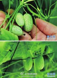 拇指西瓜 拇指西瓜