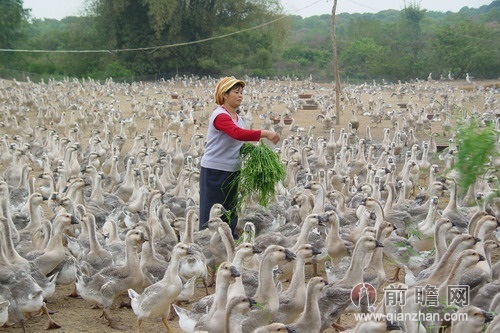 新疆养鹅维稳 堪比雷达