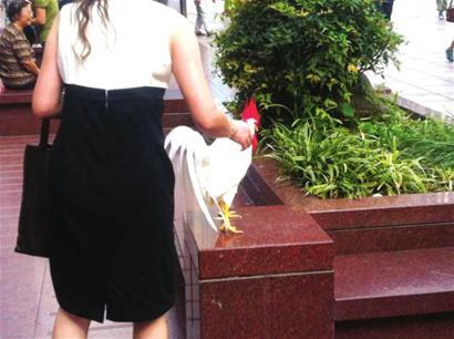 女子带一只白色公鸡在南京路步行街遛弯 女子带一只白色公鸡在南京路步行街遛弯