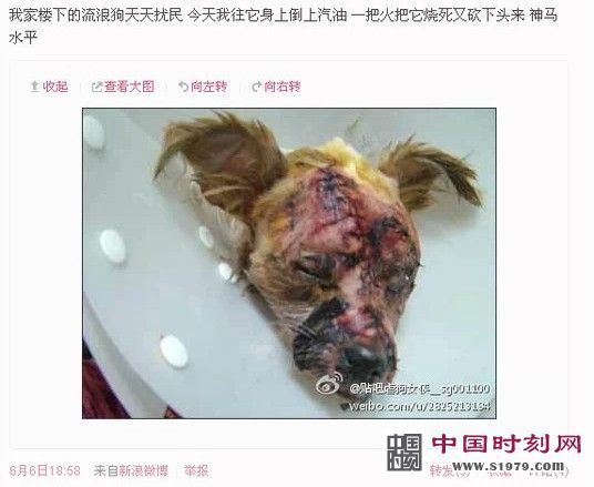 <em>贴吧</em>虐狗女侠被人肉(图)(2)_新浪上海_新浪网