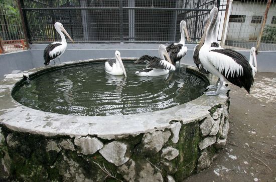 世界最差动物园现世 印尼最残忍动物园(11)