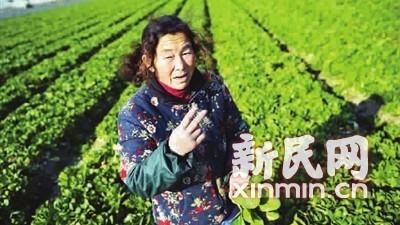 徐阿姨说她的二十亩早该收割的青菜如果全部卖出去,算上成本要亏二万元 新民晚报 记者 陈梦泽 摄 徐阿姨说她的二十亩早该收割的青菜如果全部卖出去,算上成本要亏二万元 新民晚报 记者 陈梦泽 摄