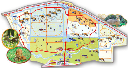 本土獐重回上海滩 滨江森林公园发布獐出没地图