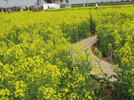 組圖:奉賢油菜花剪影