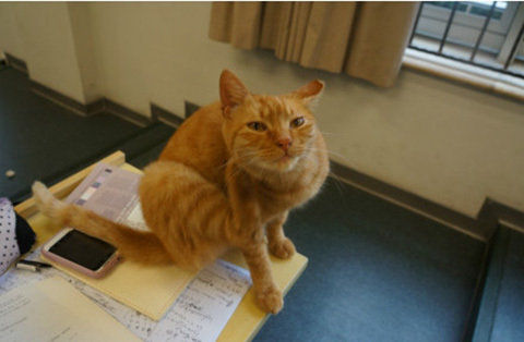 神喵小黄:复旦流浪猫"神喵小黄"爆红网络(组图)(4)