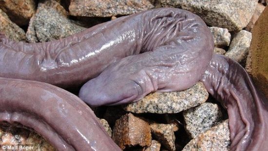 上海治疗男性生殖器医院