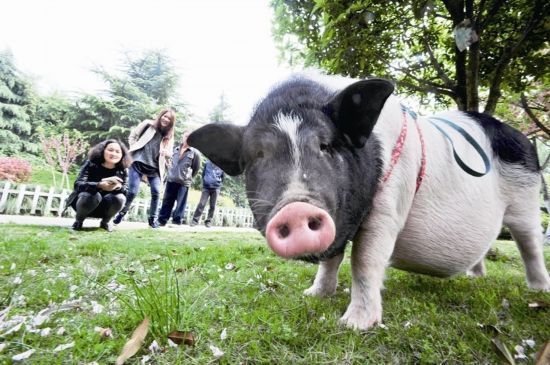 大叔遛猪 带猪溜公园与其同睡(图)(2)