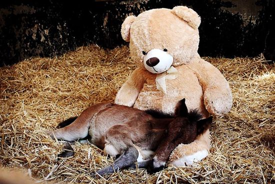 小马驹把泰迪熊当妈妈(图)
