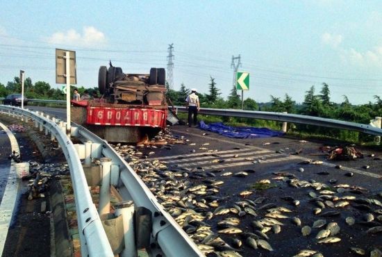 貨車翻身萬斤魚撒高速 魚已烤熟(圖)