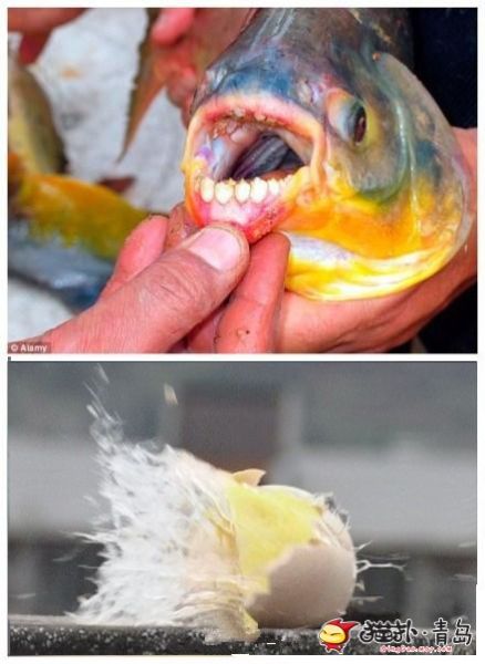 切蛋鱼男性杀手 专咬男性睾丸(2)