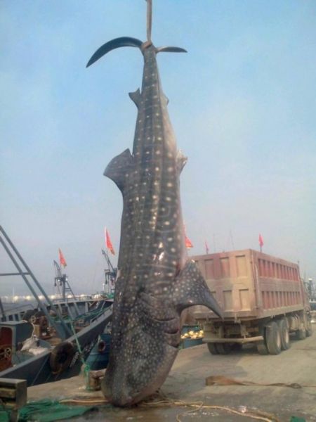 山东渔民捕获2万斤重鲨鱼(图)(2)