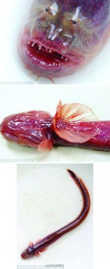 太湖惊现紫鳗虾虎鱼