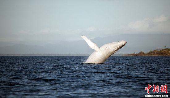 白色座头鲸米伽罗 罕见白色座头鲸(图)(4)