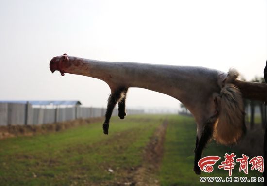 养殖园数万蓝狐被棒杀剥皮(图)(4)