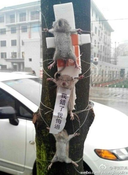 3只老鼠偷菜被绑树上示众 黑猫警长处理萌鼠(图)