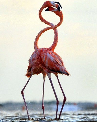 新疆神鸟凤凰落地 只是一只迷路的鸟(3)