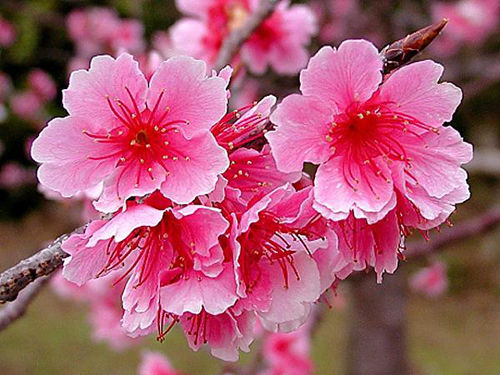 樱花介绍——寒绯樱_旅游资讯_新浪上海