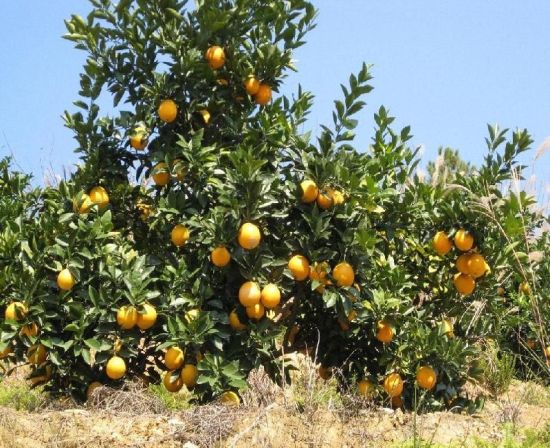 不能吃10大新鲜食物 果园里的水果,新鲜野菜