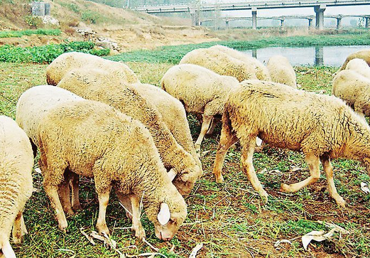 有客人来都是老刘下厨,徐建广也会自豪地给爬山的"驴