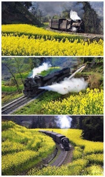 细数上海的那些观光小火车