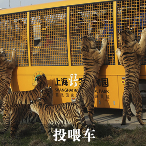 上海野生动物园咬死人(上海野生动物园门票多少一张2023)