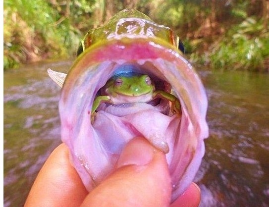 被捕鱸魚喉嚨中發現碩大活青蛙 好神奇